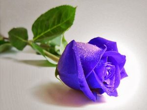bunga-mawar-biru